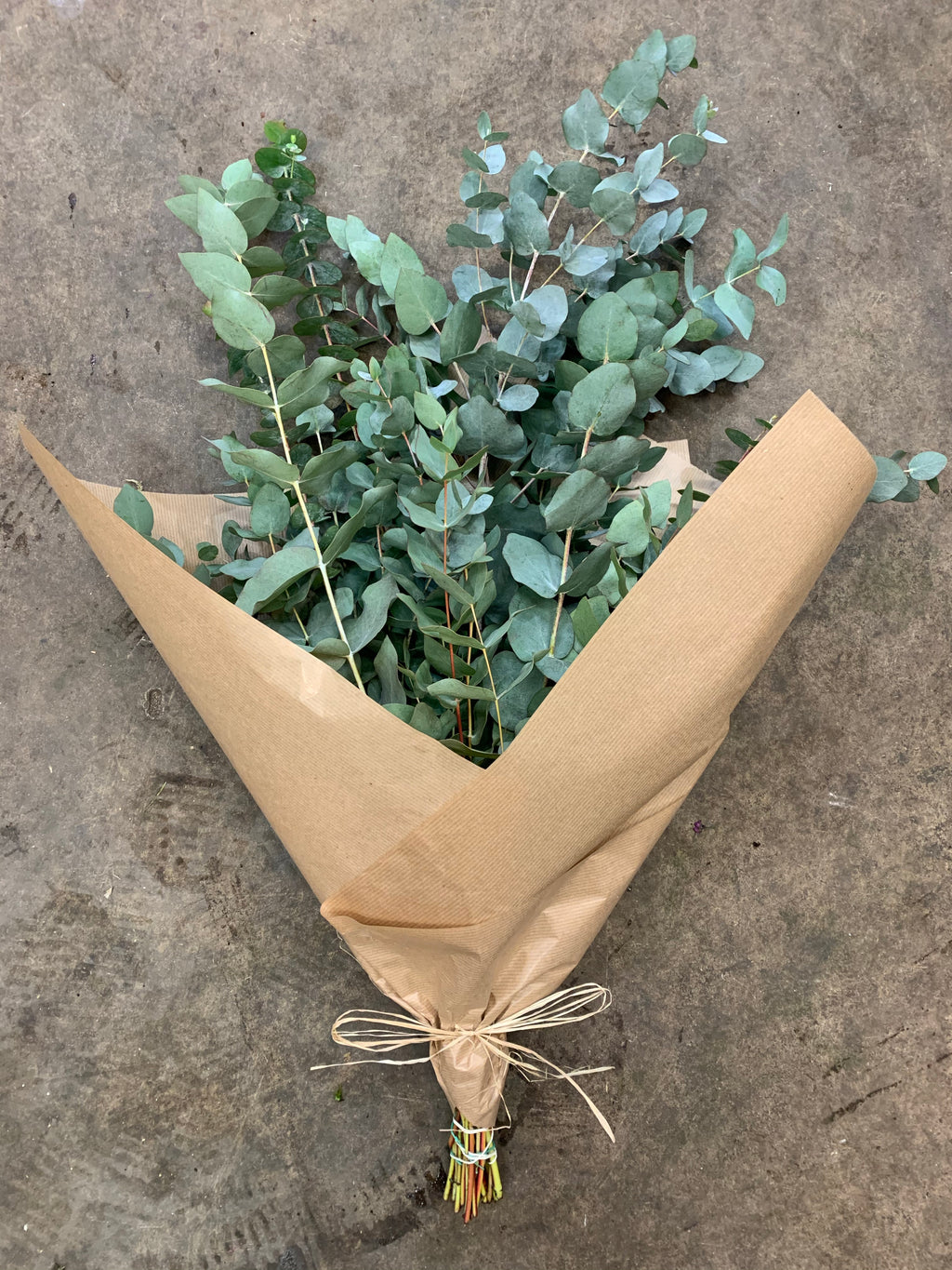Eucalyptus Bunch